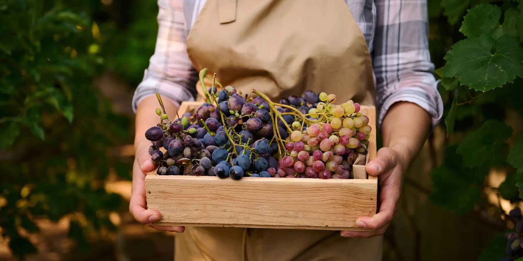 A crate of grapes in the vineyard
